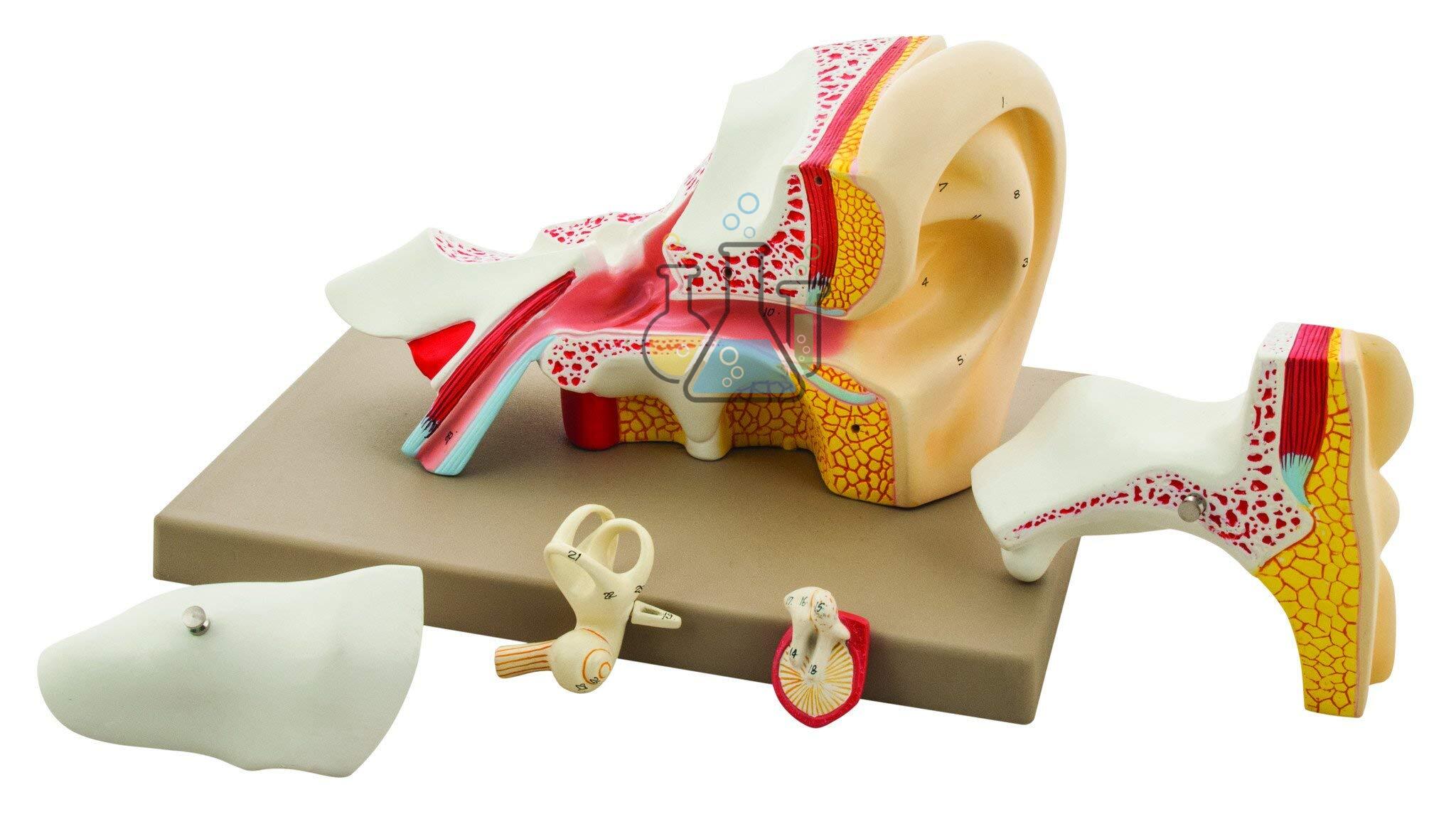 Five Piece Classic Ear Model